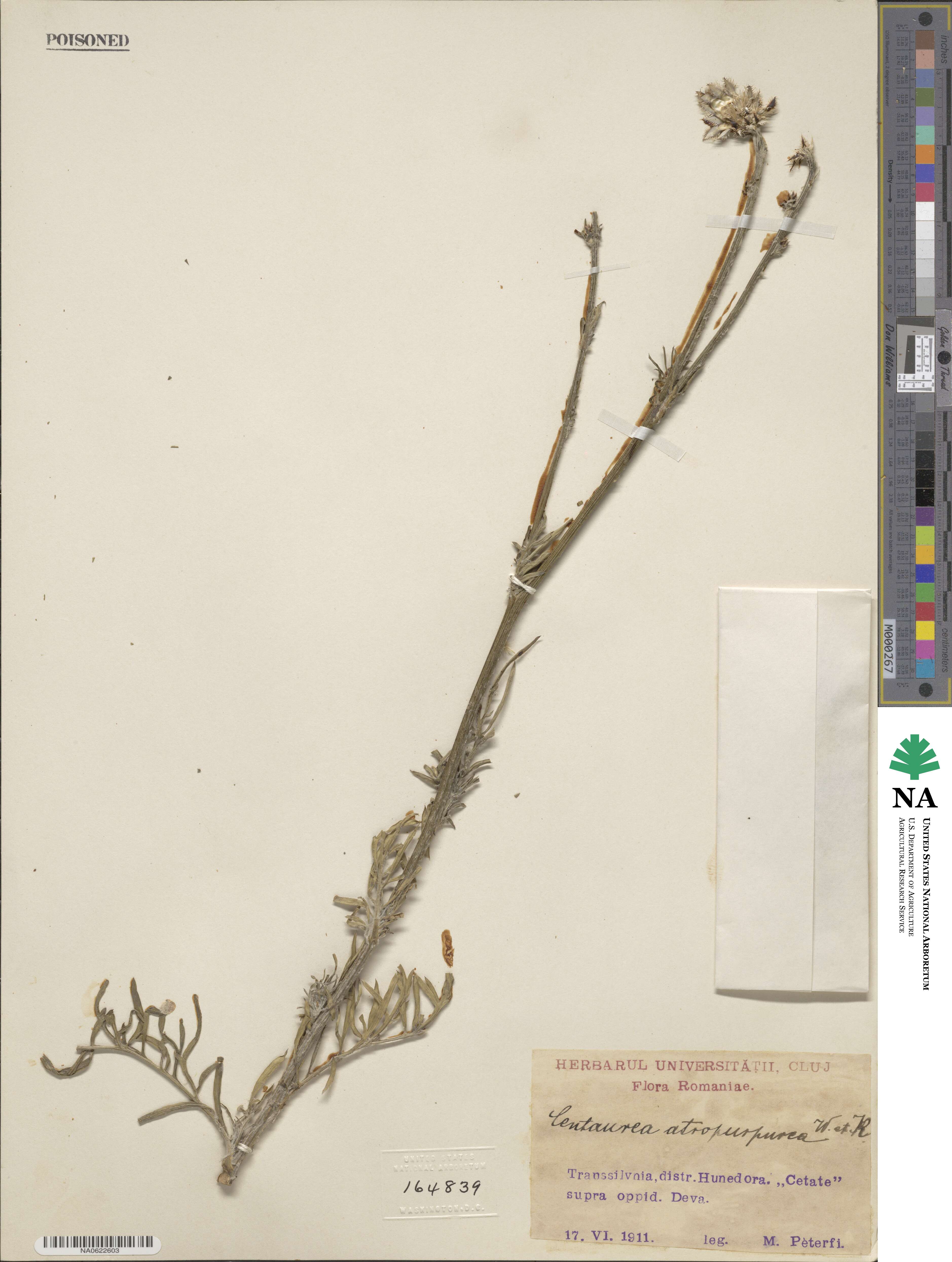 Centaurea atropurpurea image