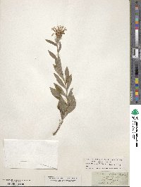 Centaurea triumfettii image