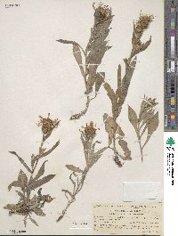 Centaurea triumfettii subsp. axillaris image