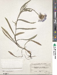 Centaurea triumfettii image