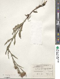 Centaurea jacea image