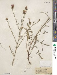 Centaurea jacea image