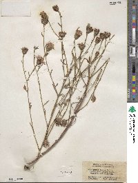 Centaurea jacea image