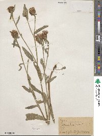 Centaurea jacea image