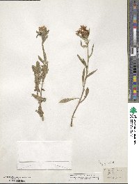 Centaurea jacea image
