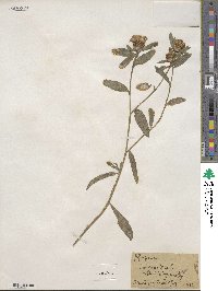Centaurea jacea image