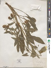 Centaurea jacea image