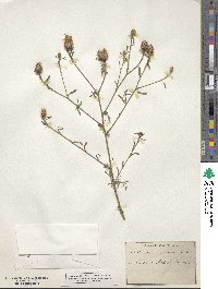 Centaurea maculosa image
