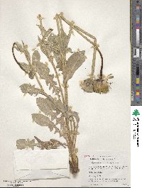 Urospermum dalechampii image