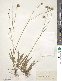 Scorzoneroides autumnalis subsp. autumnalis image