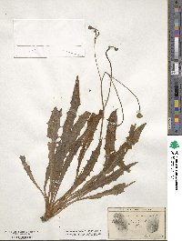 Scorzoneroides autumnalis image