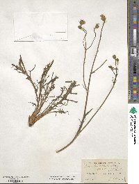 Scorzoneroides autumnalis image