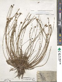 Scorzoneroides autumnalis image