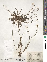 Scorzoneroides autumnalis image