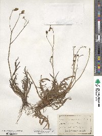 Scorzoneroides autumnalis subsp. autumnalis image