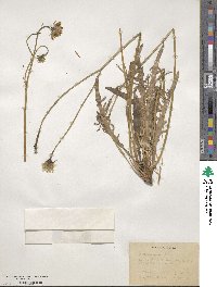 Scorzoneroides autumnalis image