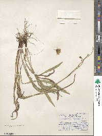 Scorzoneroides autumnalis subsp. autumnalis image