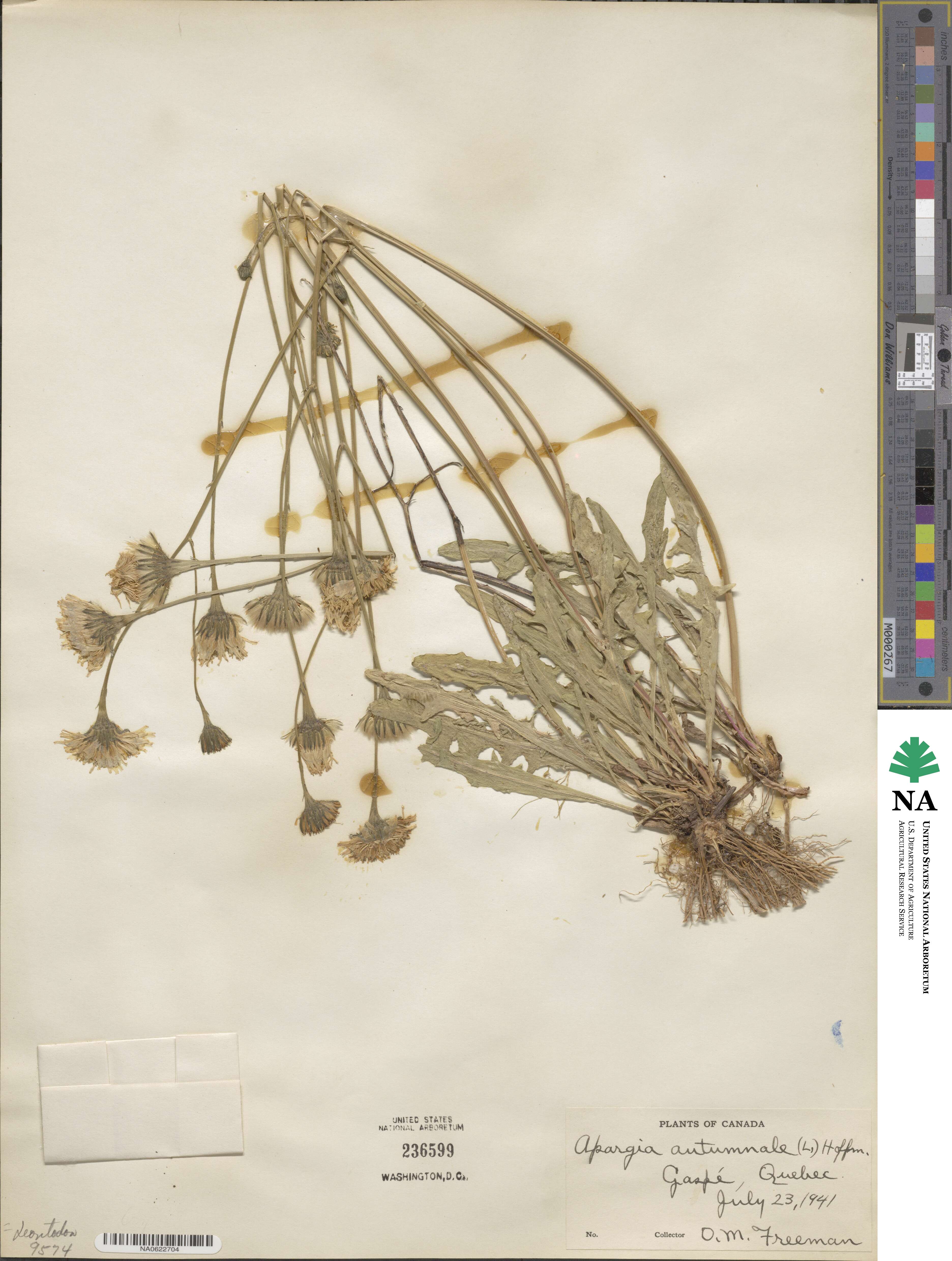 Scorzoneroides autumnalis subsp. autumnalis image
