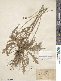 Scorzoneroides autumnalis subsp. autumnalis image