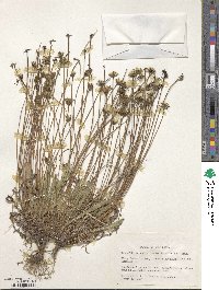 Thrincia saxatilis image