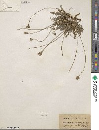 Thrincia saxatilis image