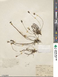 Thrincia saxatilis image