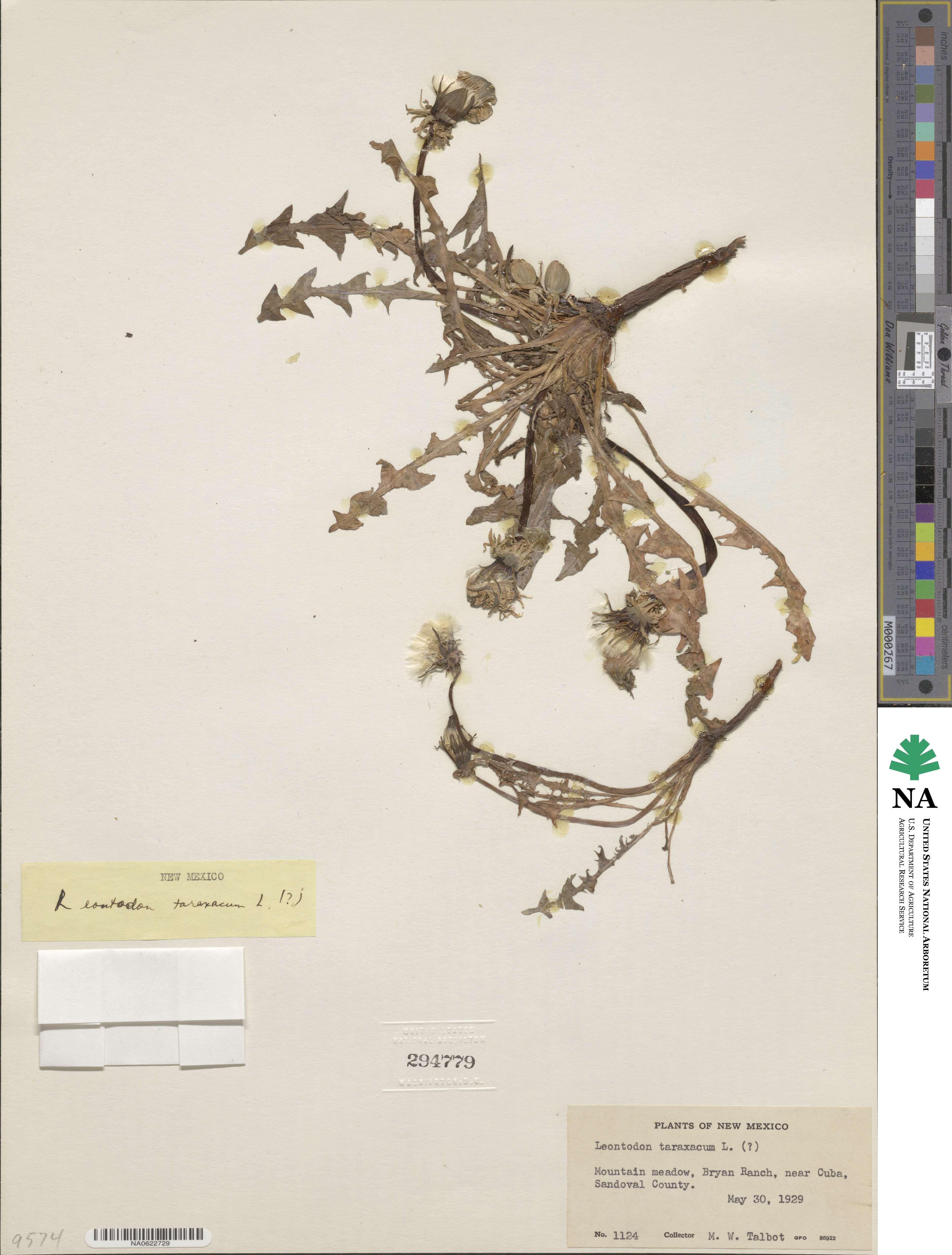 Taraxacum officinale image