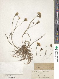 Scorzoneroides autumnalis subsp. autumnalis image