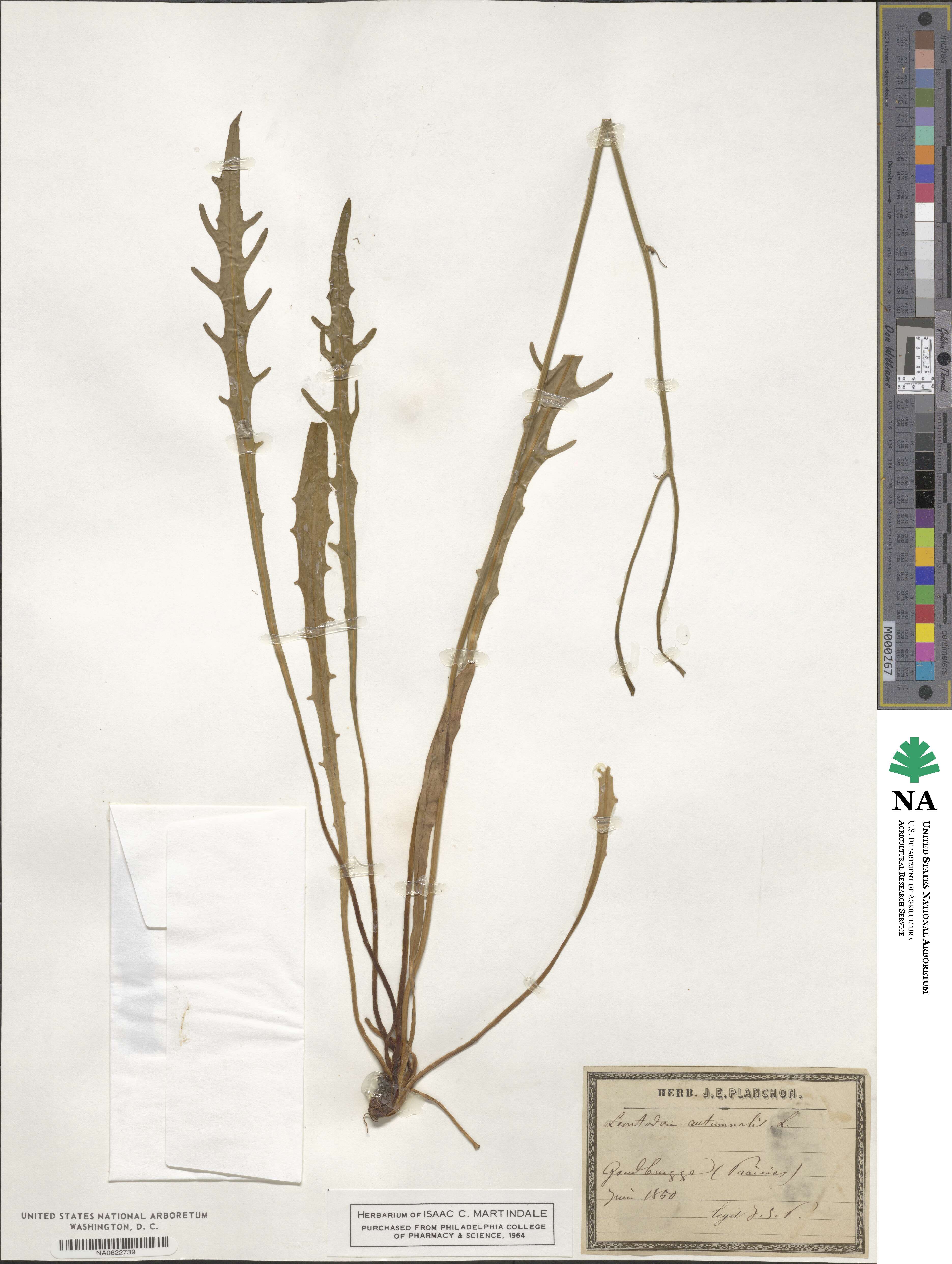 Scorzoneroides autumnalis subsp. autumnalis image