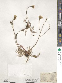 Scorzoneroides autumnalis image