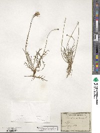 Scorzoneroides autumnalis subsp. autumnalis image