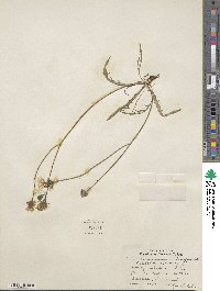 Scorzoneroides autumnalis subsp. autumnalis image