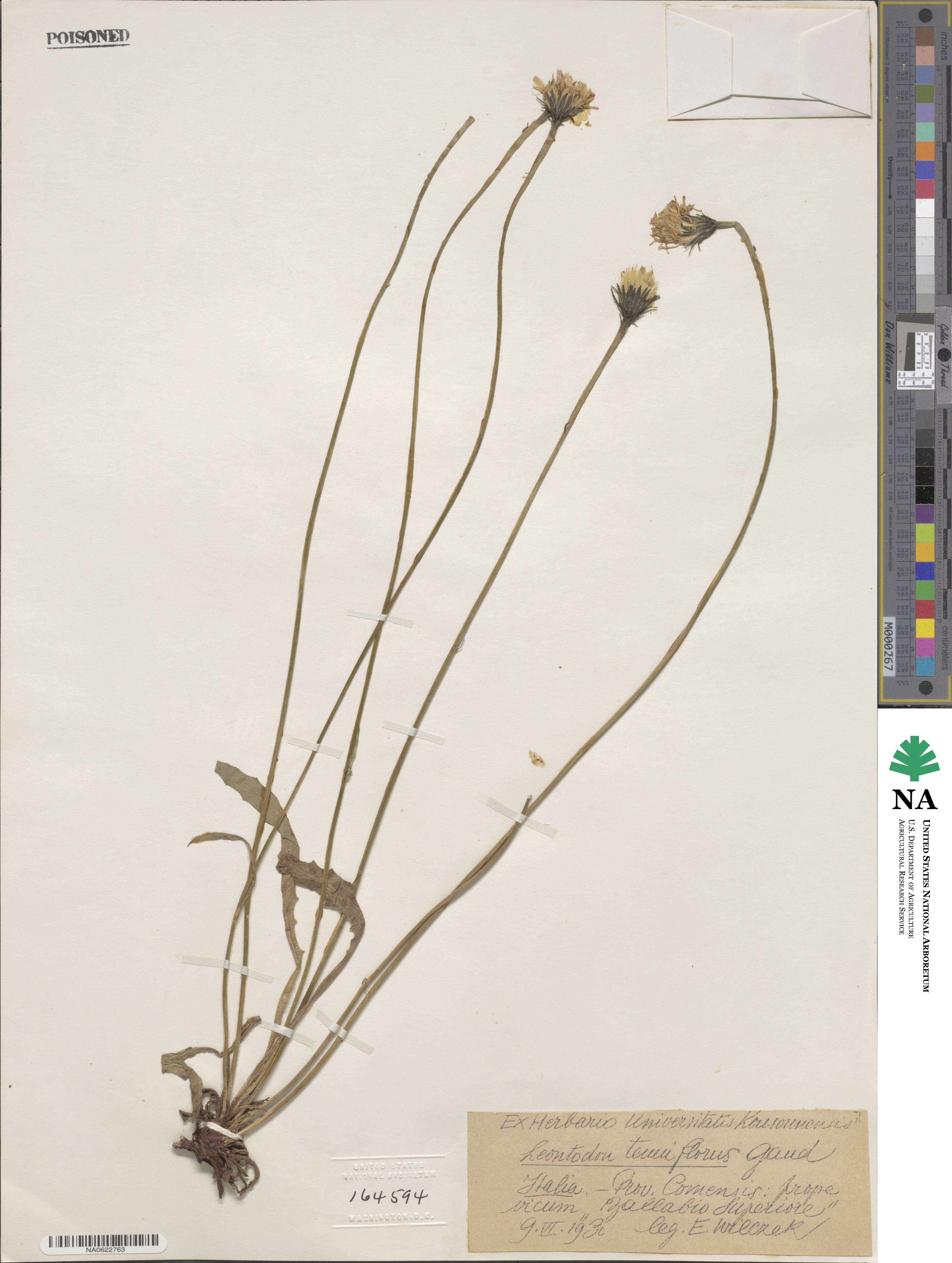 Leontodon tenuiflorus image