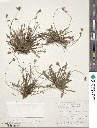 Thrincia saxatilis image