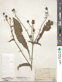 Picris hieracioides image