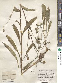 Picris hieracioides image