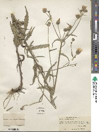 Picris hieracioides image