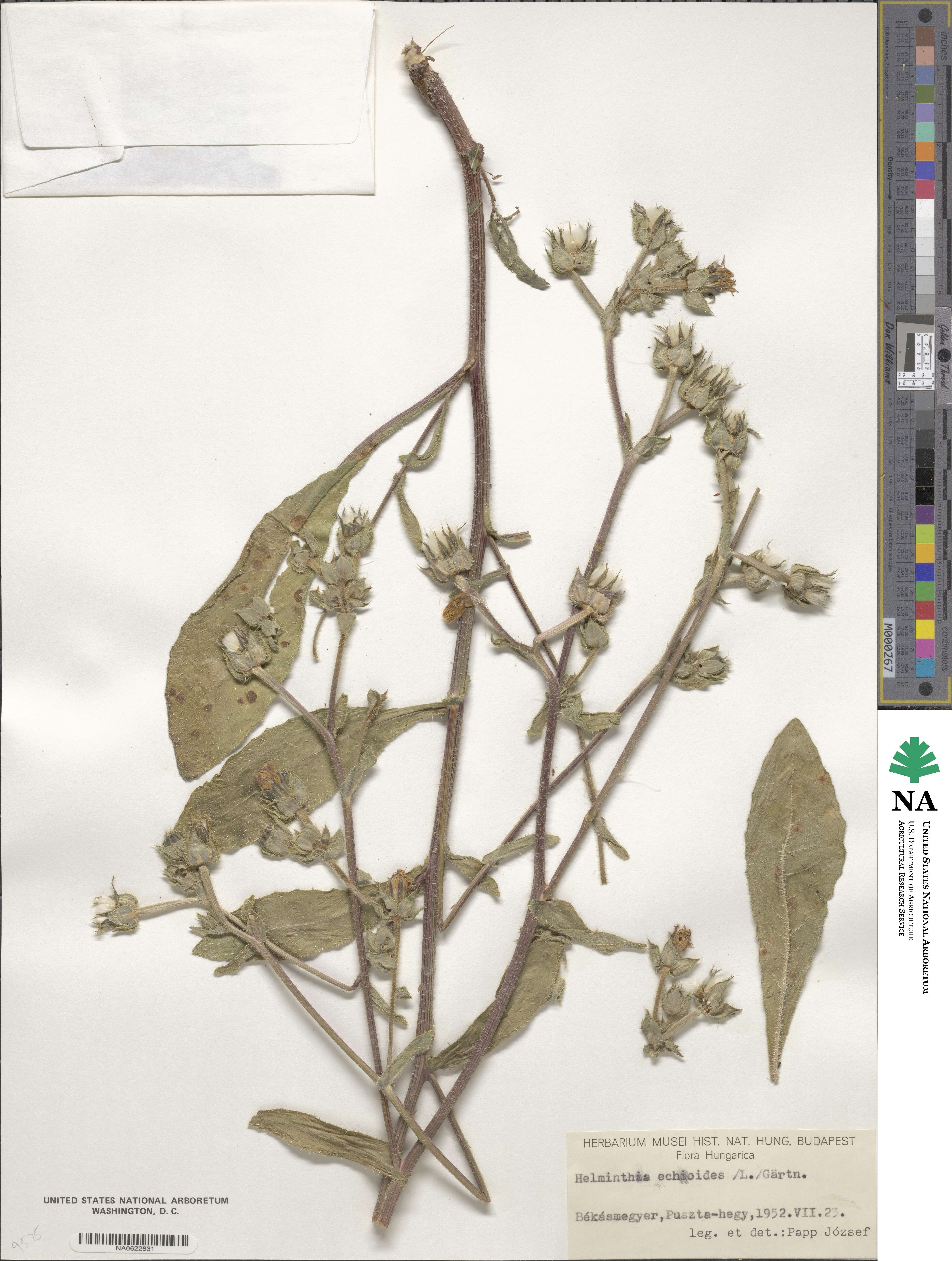 Helminthotheca image
