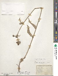 Picris hieracioides image