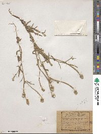 Picris pauciflora image