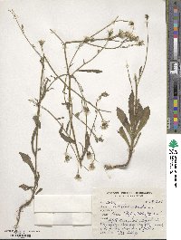 Picris hieracioides image