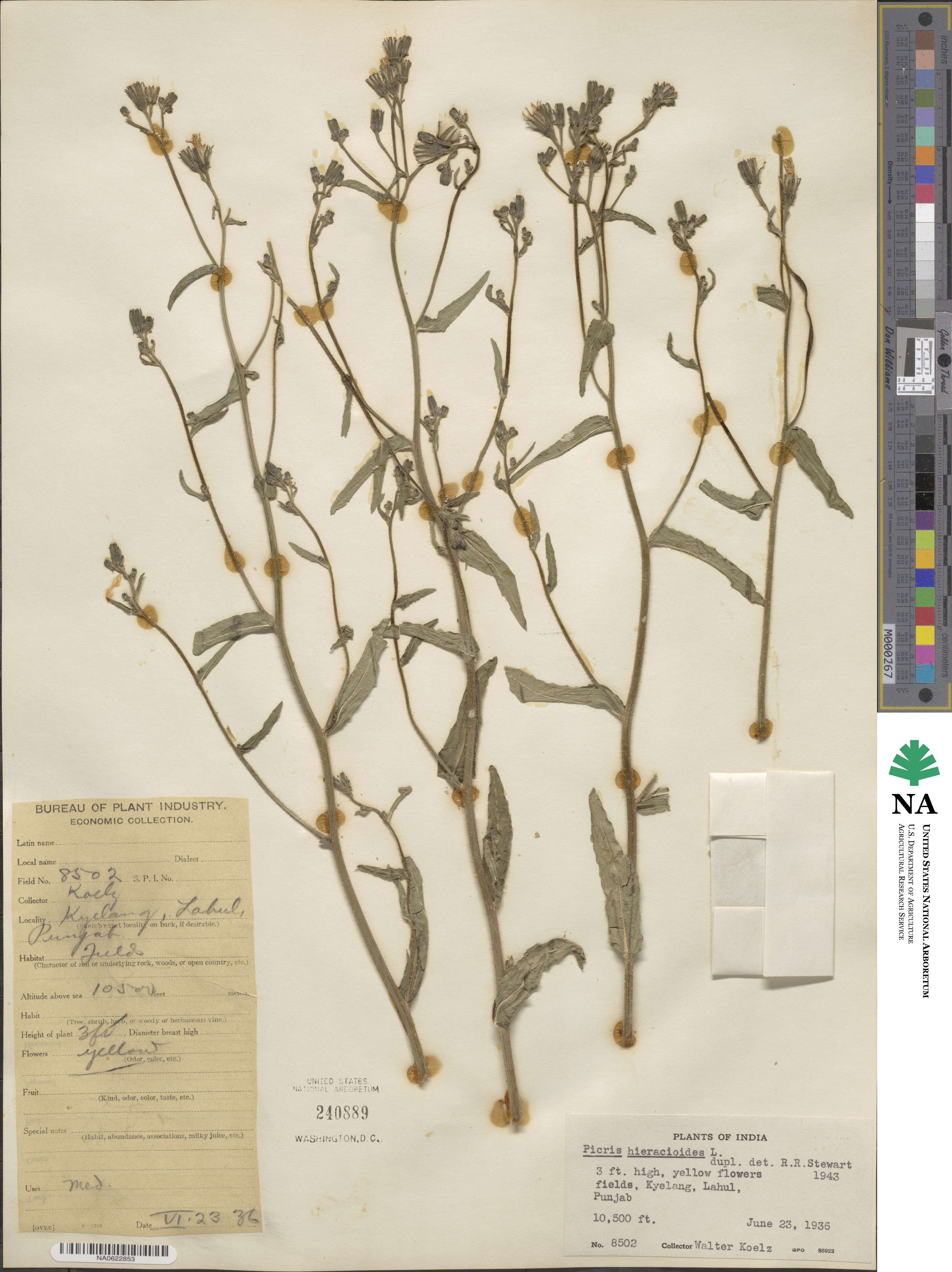 Picris hieracioides image