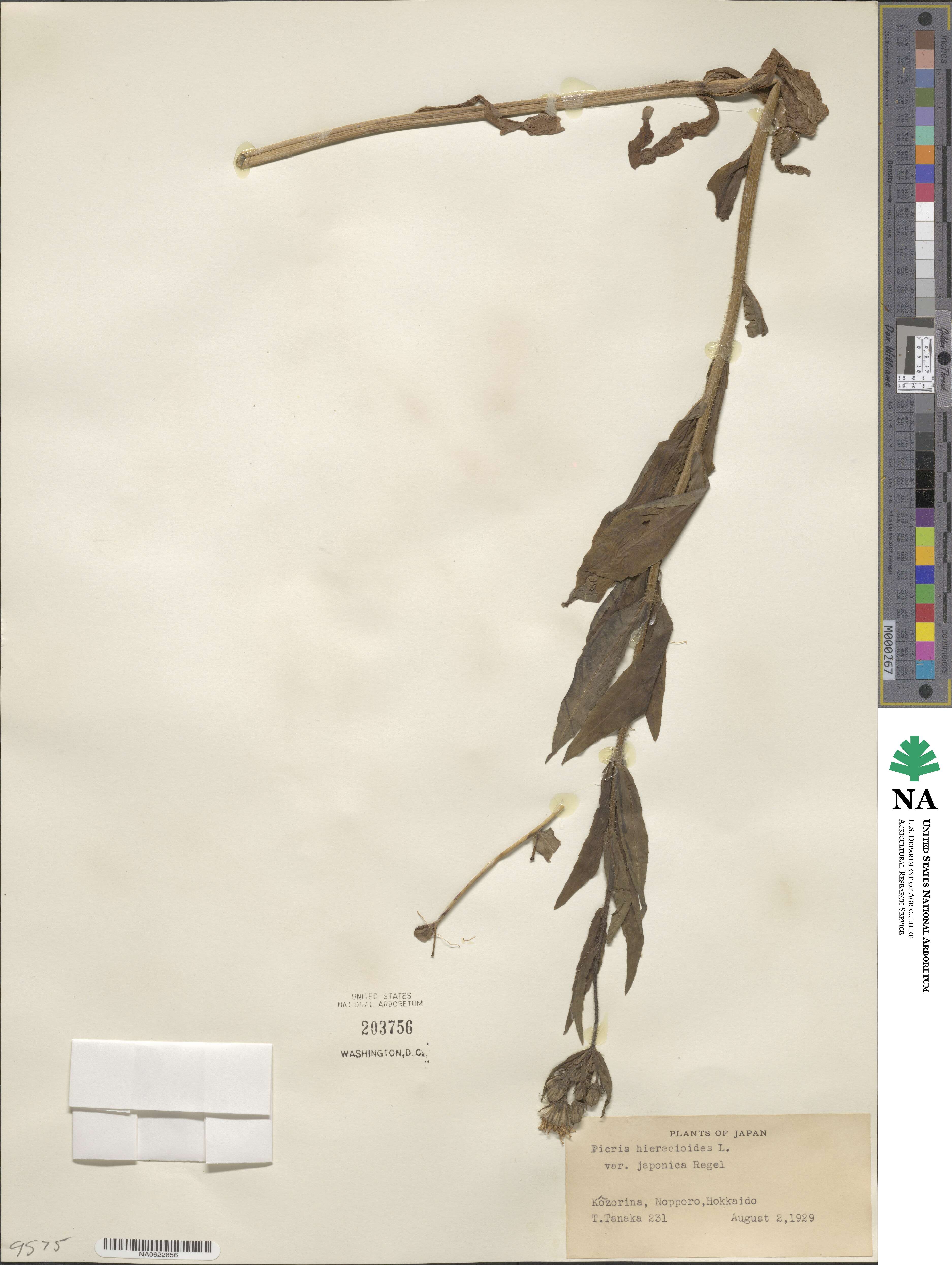 Picris hieracioides image