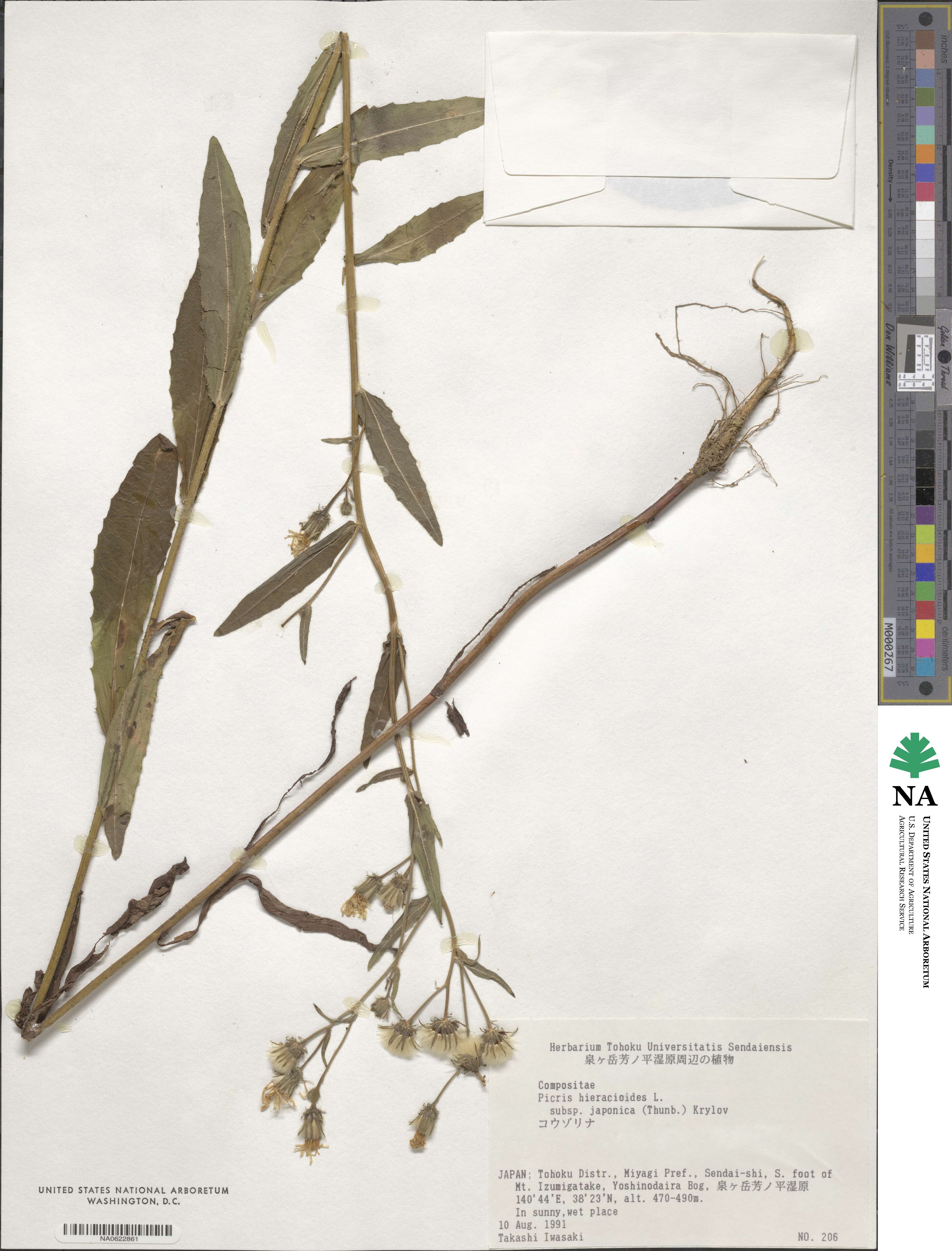 Picris japonica image