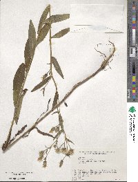 Picris japonica image