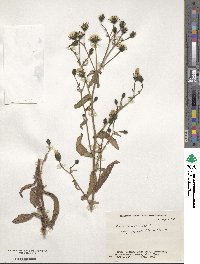 Picris japonica subsp. japonica image