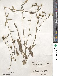 Picris japonica image