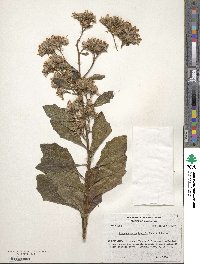 Munzothamnus blairii image