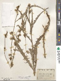 Image of Stephanomeria cichoriacea