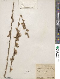 Stephanomeria cichoriacea image